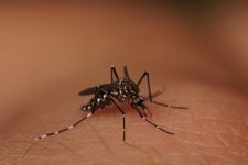 liraa-aponta-indice-de-infestacao-de-3,6%-do-mosquito-aedes-aegypti-em-montes-claros