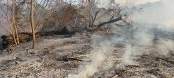 incendio-destroi-area-de-vegetacao-e-pastagem-em-januaria