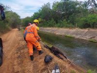 cavalo-e-socorrido-pelos-bombeiros-no-momento-em-que-estava-quase-afogando-em-canal-de-irrigacao-na-zona-rural-de-nova-porteirinha