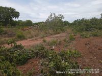 fazendeiro-e-multado-em-quase-r$-86-mil-apos-fiscalizacao-identificar-o-corte-ilegal-de-142-pes-de-pequi-e-326-arvores,-em-varzea-da-palma