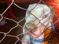 pit-bull-e-capturado-por-bombeiros-apos-tentar-morder-moradores-em-rua,-em-montes-claros