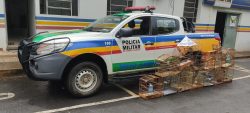 policia-apreende-passaros-da-faunsa-silvestre-e-aplica-multa-de-mais-de-r$-28-mil,-em-montes-claros