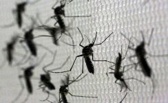 aedes-aegypti:-oito-obitos-por-suspeita-de-dengue-sao-investigados-e-14-cidades-estao-com-alta-taxa-de-incidencia-de-arboviroses-na-regiao