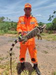 iguana-e-capturada-no-quintal-de-uma-casa-em-januaria