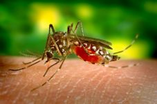 segunda-morte-por-dengue-e-confirmada-em-curvelo,-na-regiao-central