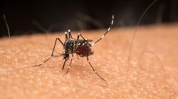 primeira-morte-por-dengue-e-confirmada-em-montes-claros-pela-prefeitura