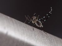 estado-confirma-mais-duas-mortes-por-dengue-em-curvelo