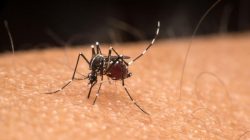 dengue:-secretaria-de-saude-confirma-obito-de-bebe-de-cinco-meses-em-montes-claros