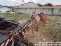 homem-e-autuado-por-manter-mula-sem-agua-e-comida-e-amarrada-a-um-caminhao